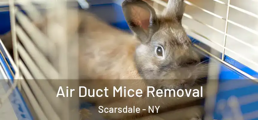  Air Duct Mice Removal Scarsdale - NY